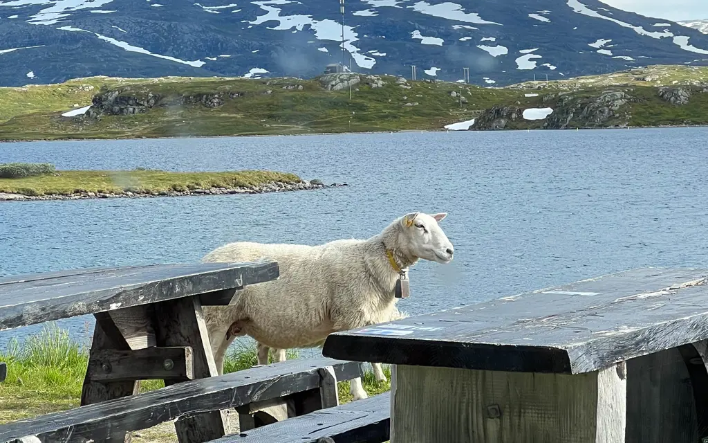 sau foran et vann og med fjelltopp i bakgrunnen