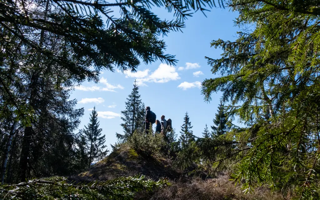 Skogslandskap og blå himmel i Maridalsalpene