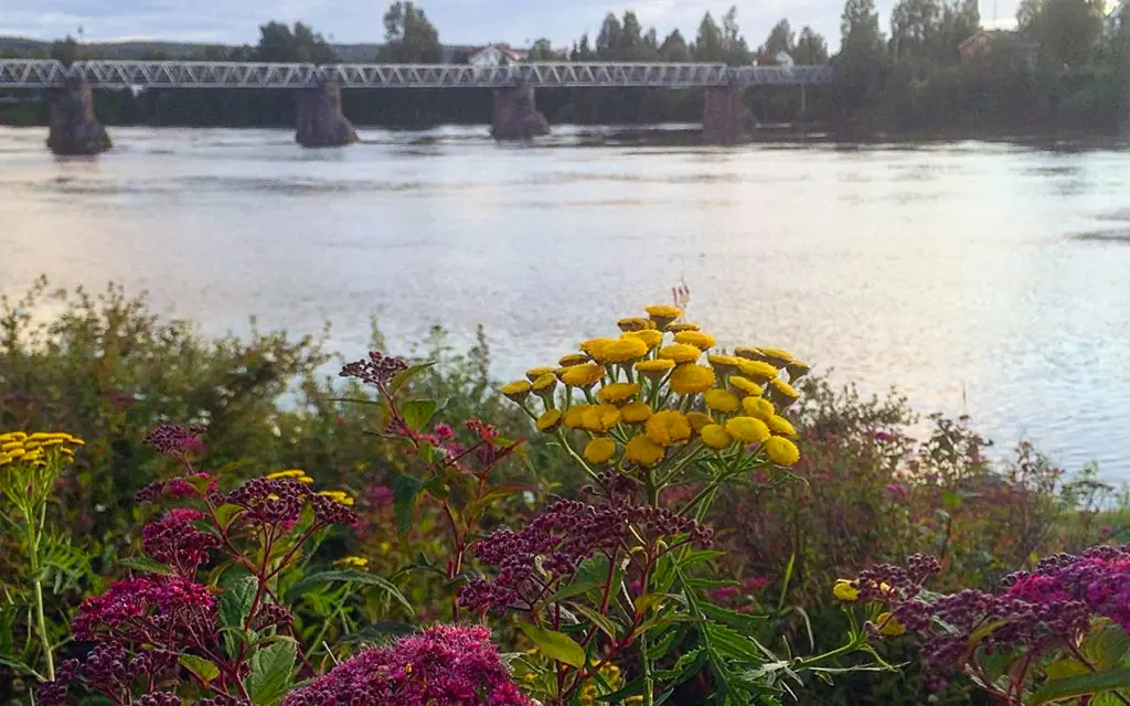 Blomster, elv og bro i Elverum
